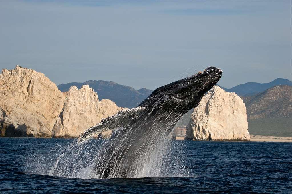 Park Hyatt Los Cabos At Cabo Del Sol Cabo San Lucas Exterior photo